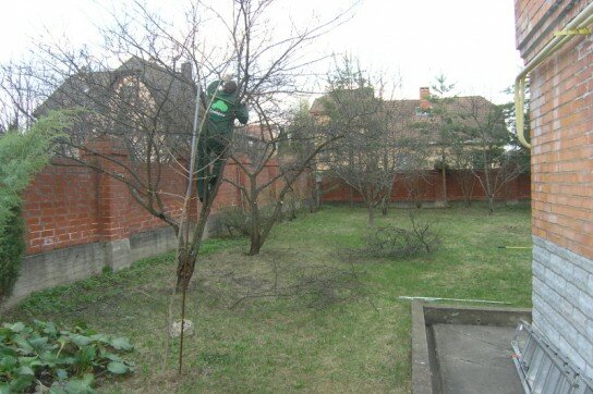 Як правильно обрізати яблуню восени
